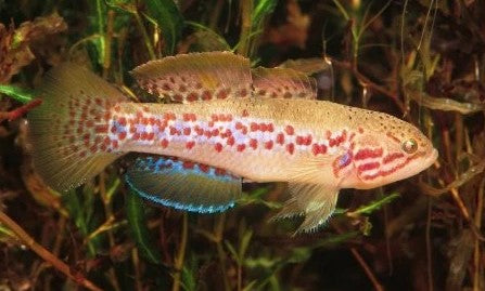 Reference photo of Northern Purple Spotted Gudgeon