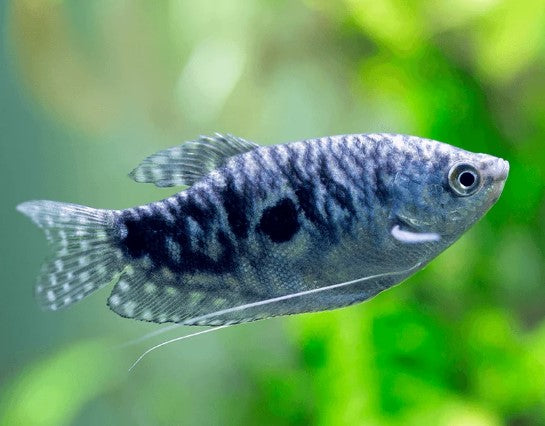 Reference photo of Opaline Gourami