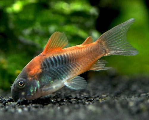 Reference photo of Orange Venezuelan Cory