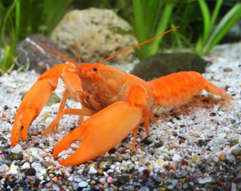 Reference photo of Papua Apricot Crayfish