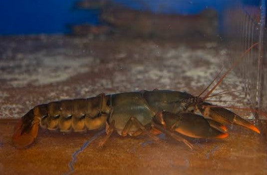 Reference photo of Papua Extreme Orange Crayfish