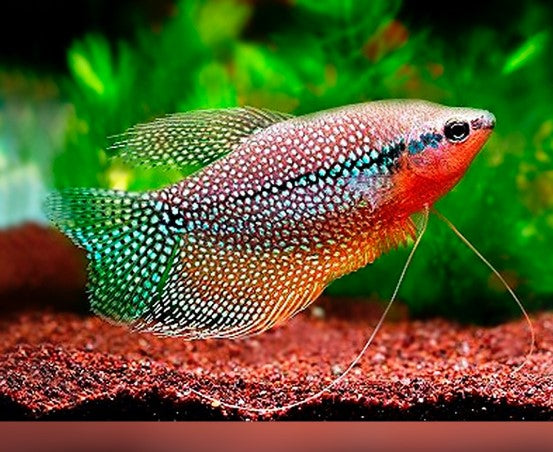 Reference photo of Pearl Gourami