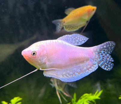Reference photo of Platinum Gourami