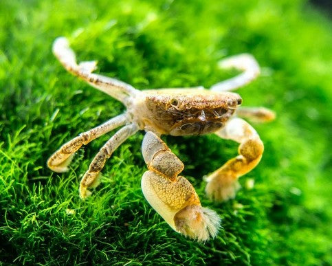 Reference photo of Pom Pom Crab