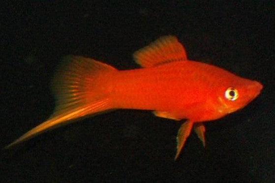 Reference photo of Red Brick Swordtail