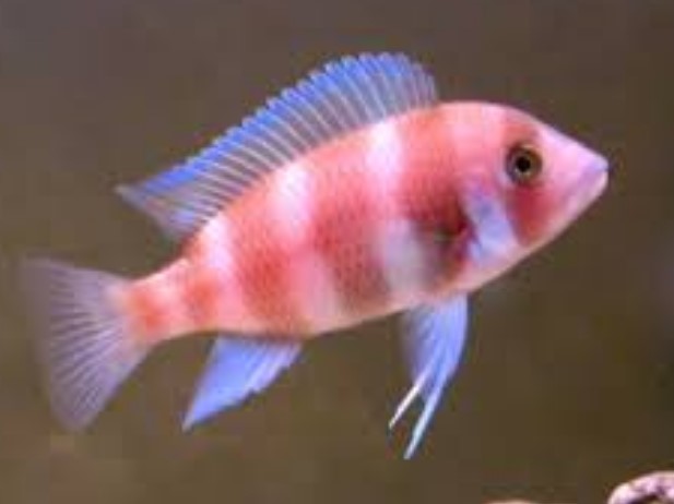 red frontosa — reference photo