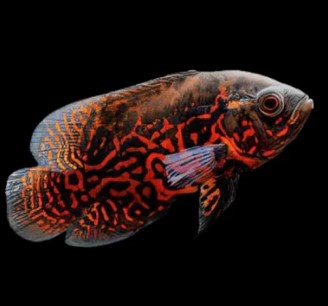 red leopard oscar — reference photo