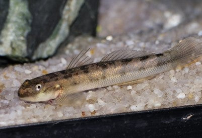Reference photo of Red Tail Goby