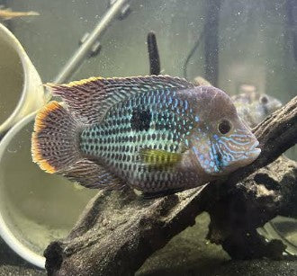 short body green terror — reference photo