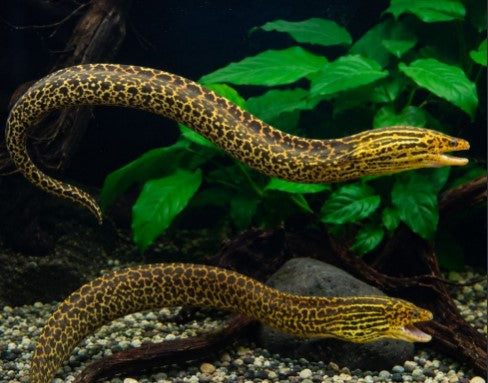 Reference photo of Tiger Moray Eel