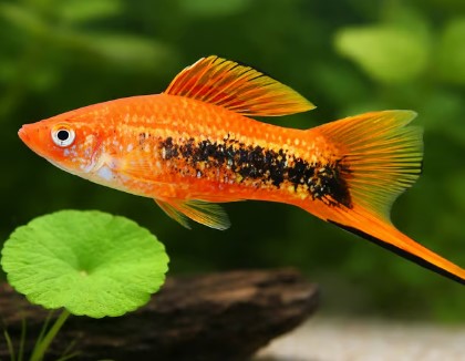 Reference photo of Tuxedo Mix Swordtail