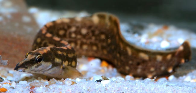 Reference photo of Unicolor Eel
