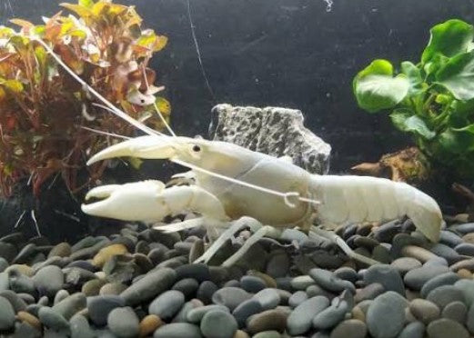 Reference photo of White Cherax Crayfish