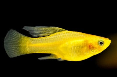 Reference photo of Yellow Banana Variatus Highfin Platy