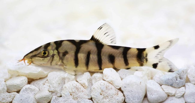 Reference photo of Yo-Yo Loach