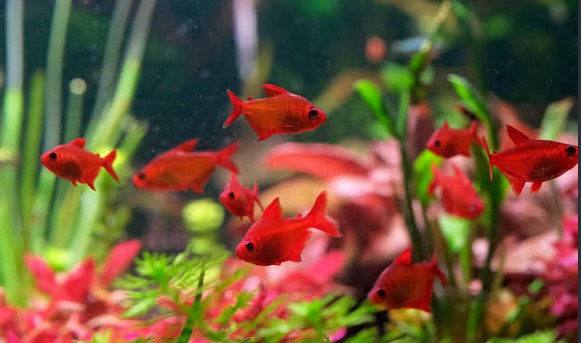 Muzel Red Cherry Tetra