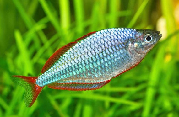 Reference photo of Neon Dwarf Rainbowfish
