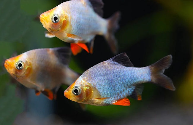 Reference photo of Platinum Green Tiger Barb