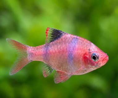 Reference photo of Platinum Tiger Barb