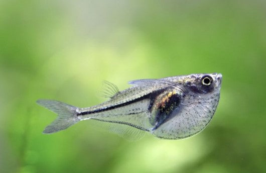 Pygmy Hatchetfish