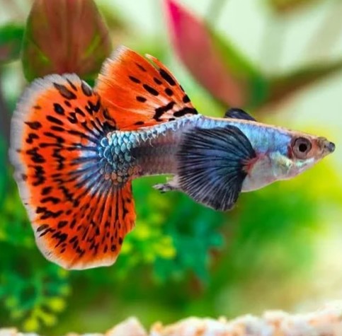 Reference photo of Red Dragon Guppy