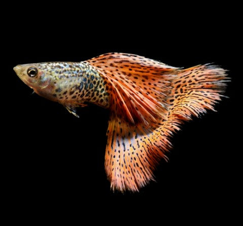 Reference photo of Red Lace Guppy