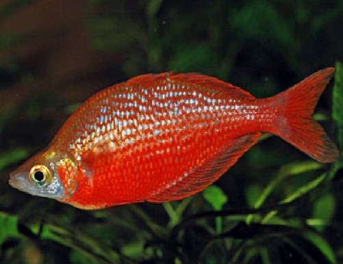Reference photo of Red Rainbowfish