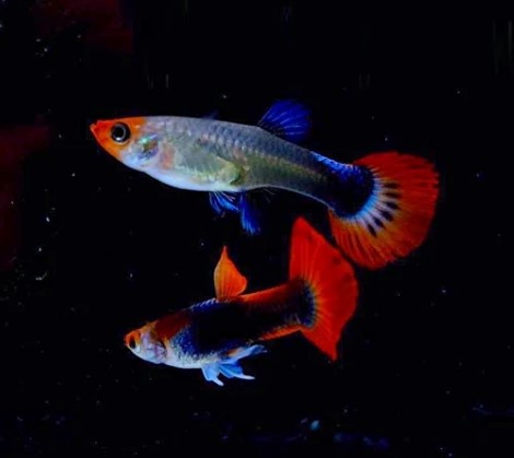 Reference photo of Tuxedo Koi Guppy